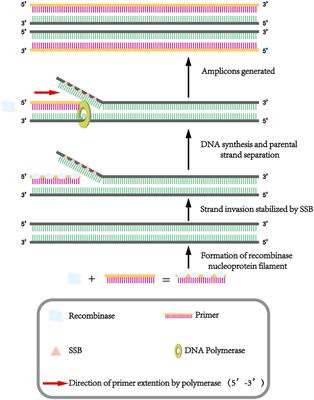 Rapid detection of porcine circovirus type 4 via multienzyme isothermal rapid amplification